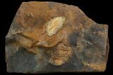 Unidentified Fossil Seed From North Dakota - Paleocene #95359-1